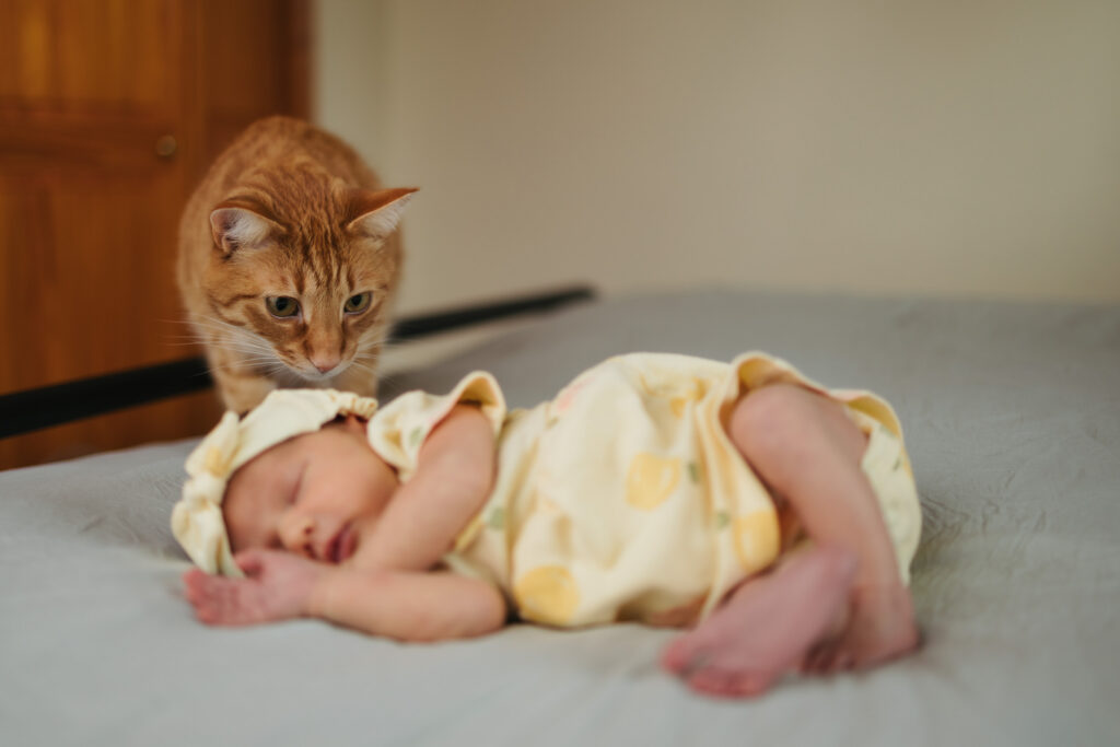 orange cat sniffing newborn baby on a bed in Redmond in-home newborn session